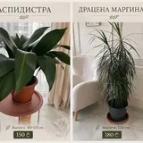 Комнатные цветы 4