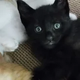 Котята бесплатно: черный, рыжий, белый и трехцветная кошечка 2