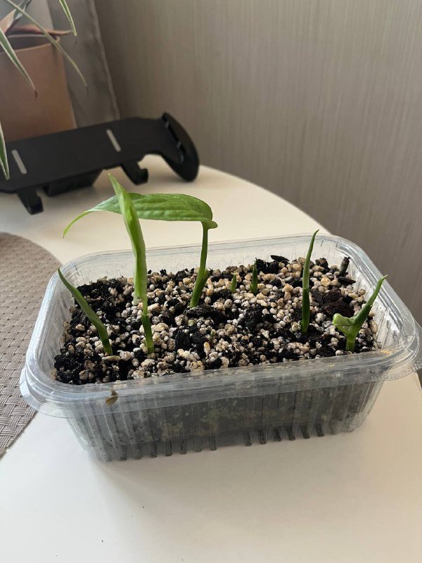 Настольная игра Dixit, What Do you Meme?, Фен, Кофеварка, Зонт, Комнатные растения 3