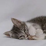 Котёнок Эрика 2