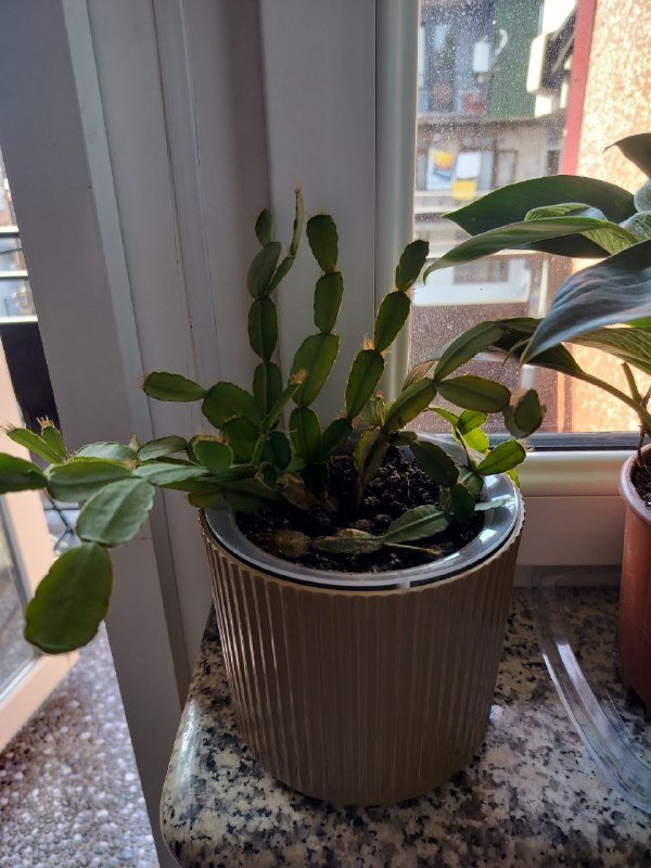 Пеперомия, Декабрист, Толстянка, Очиток краснокрашеный большой, Очиток маленький 5