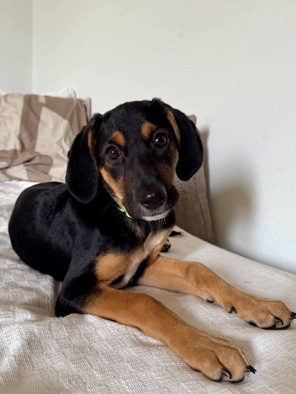 Щенок Молли ищет дом 2