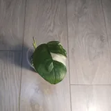 Монстера Lechleriana, Эпипремнум Marble Queen 3