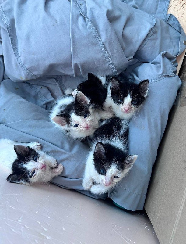 Котята черно-белые взрослые для дома 2