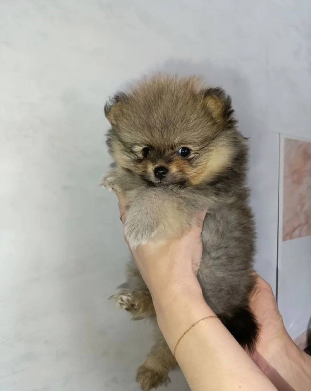 Померанский шпиц щенок девочка