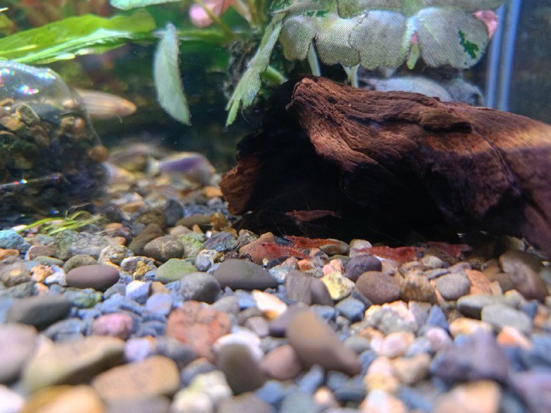 Аквариумные креветки черри