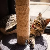 Кошка 3
