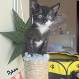 Котята: одна девочка и три мальчика 10