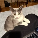 Кошка Вишня 4
