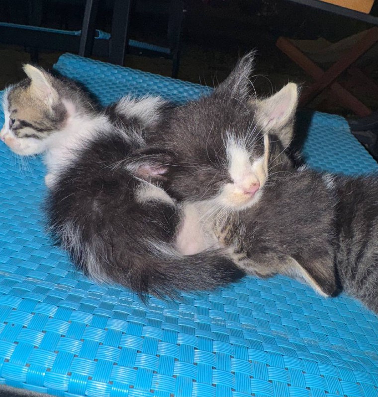 4 маленьких котенка