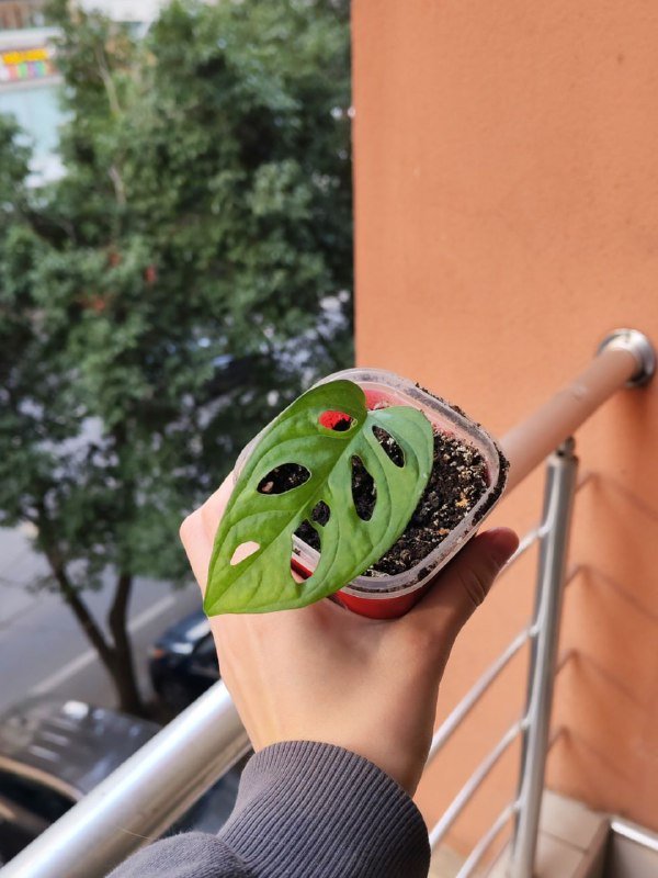 Спатифиллум, Монстера манки, Сингониум 3