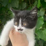 Котёнок 2