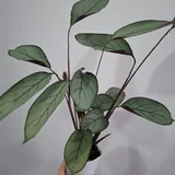 Комнатные растения 3