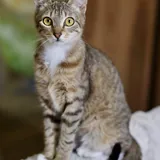 Кошка Мэй 4