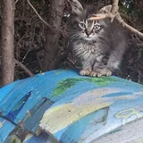 Котенок 2