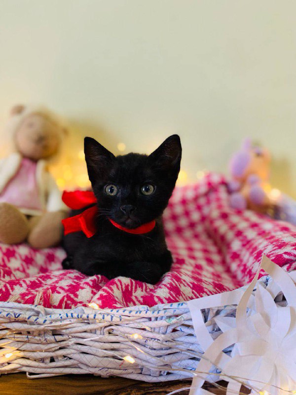 Маленькие черные котята 2 месяца 5