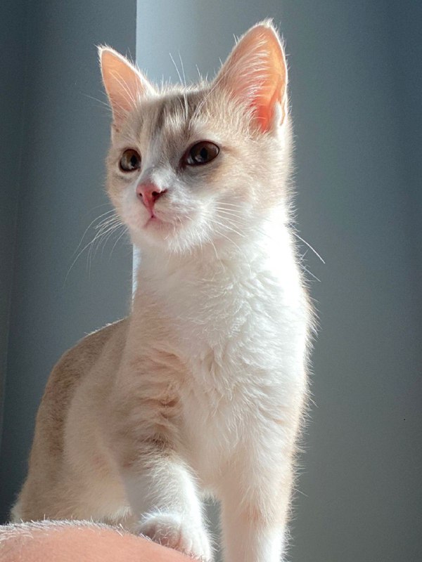 Котенок Рыжик и кошечка Туна ищут дом 2