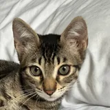Котенок Айко 3