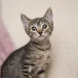 Котята 3
