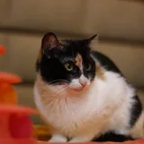 Котята, кошки 4