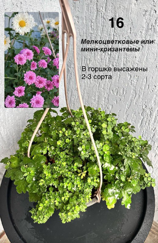 Комнатные растения: традесканция, кофе арабика, цитрусы, авокадо, пуансеттия, азалия, мини-хризантемы 4
