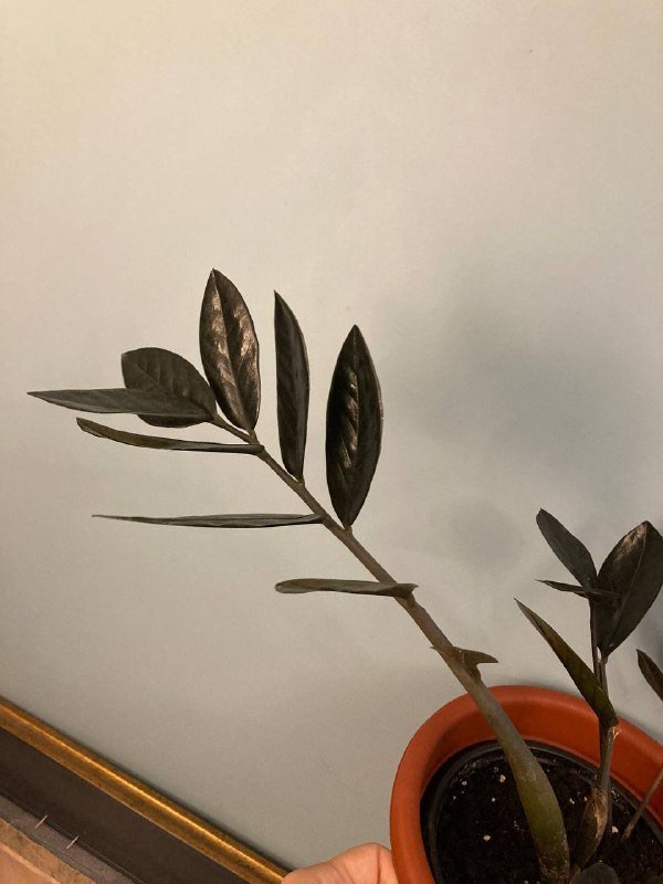 Замиокулькас «Черный ворон» 4