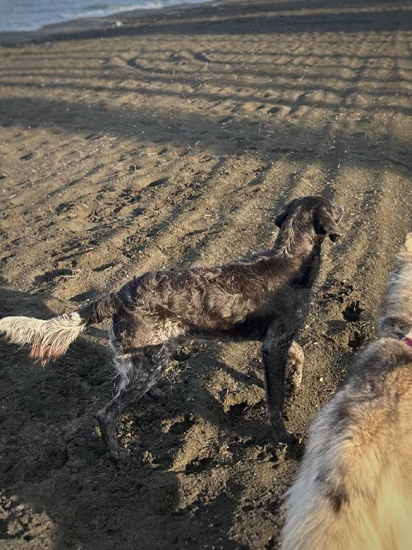 Щенок сеттера, 1 год, ищет дом 5