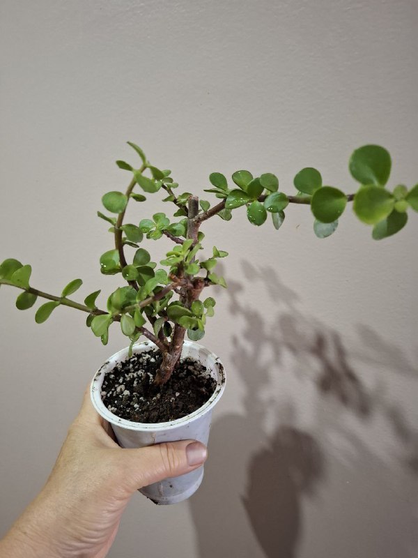 Минимонстера косая, большая монстера, маранта, суккуленты, бегония, сингониумы, папоротник 8