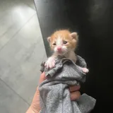 Рыжий котенок 2