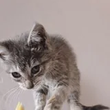 Котята, кошки 3
