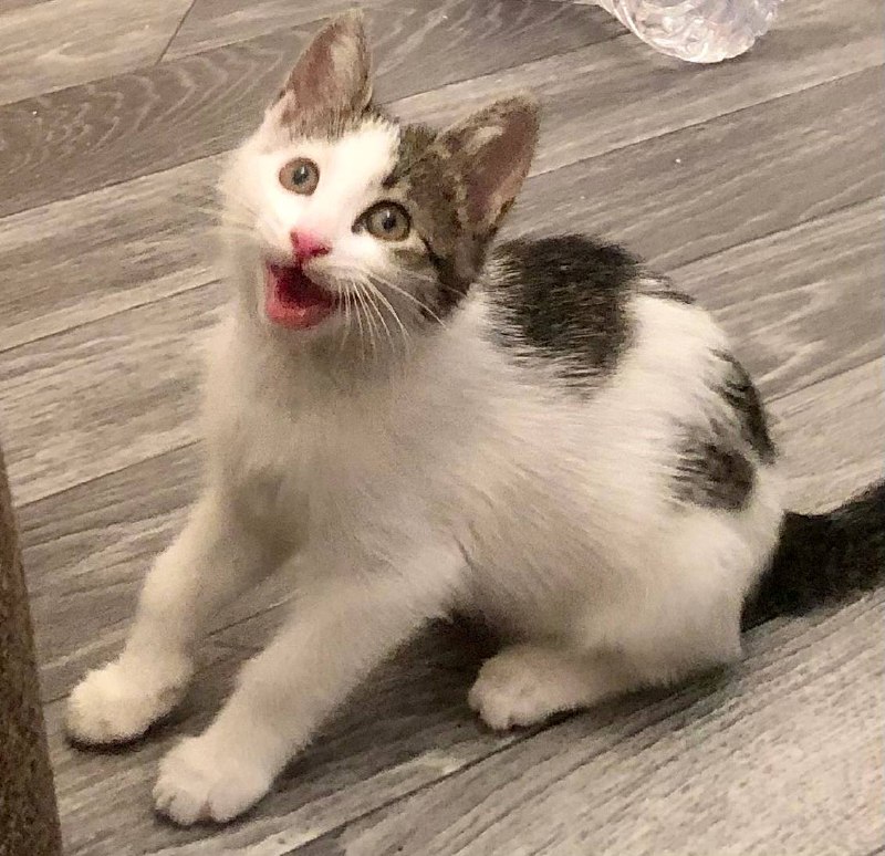 Котенок Валькирия 6