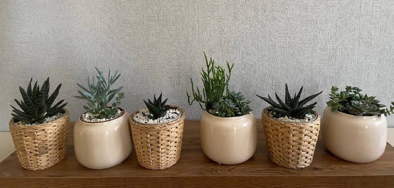 Суккуленты в стильных кашпо IKEA и Jysk