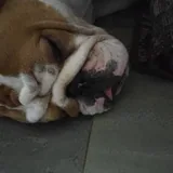 Английский бульдог 4