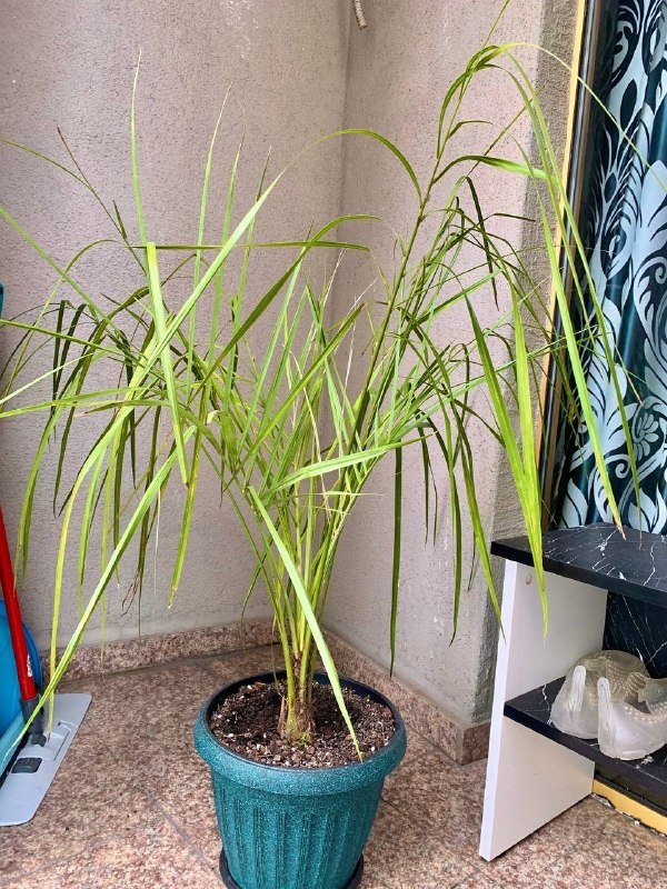 Финиковая пальма 110 см, веерная пальма 50 см