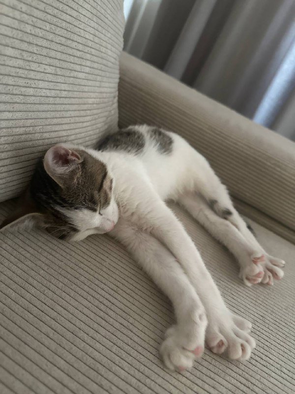 Котёнок в добрые руки 4