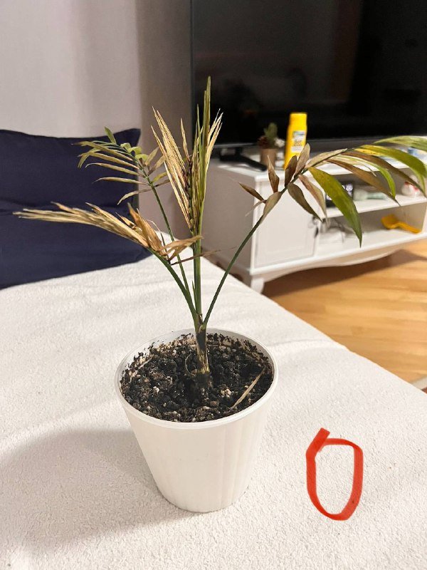 Растения и горшки для растений