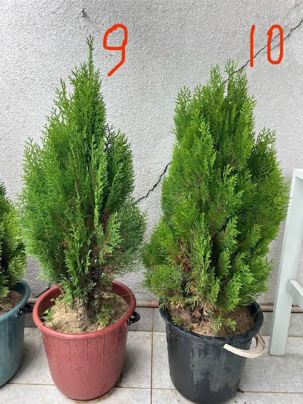 Туи западная Smaragd, можжевельник в горшках 5