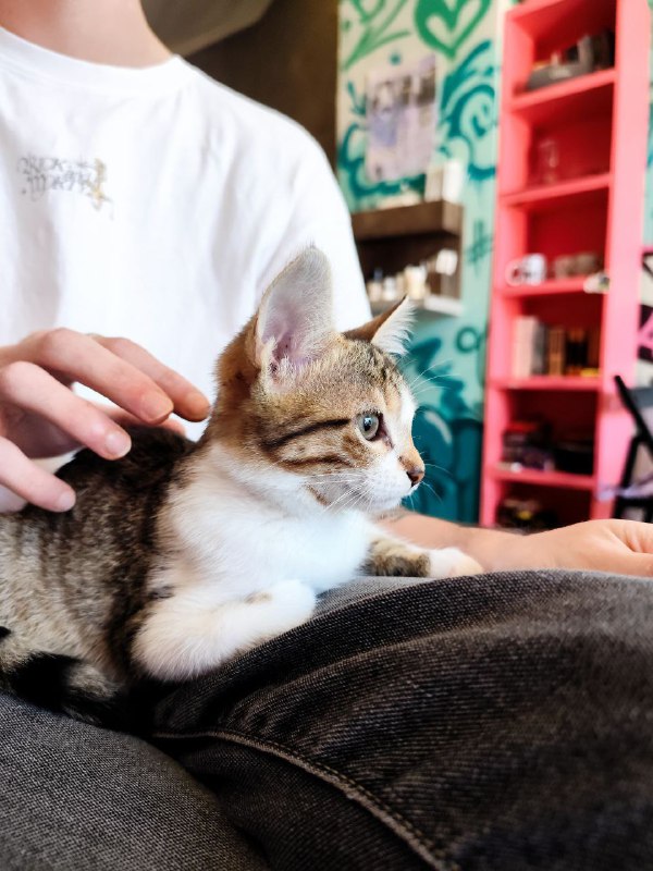 Котята Твиши и Киси 2