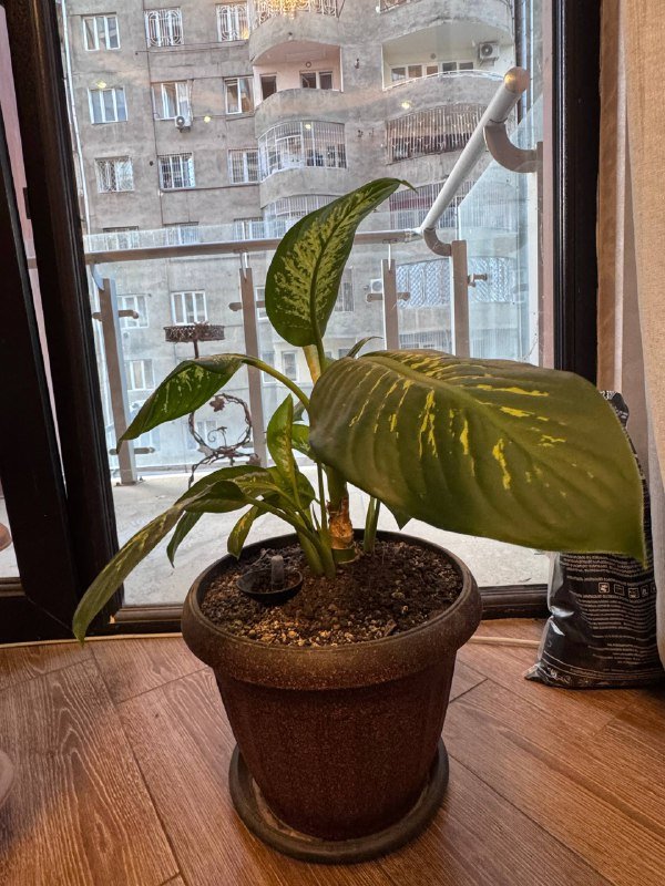 Растение Дифенбахия 2