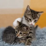 Котята 5