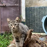 კნუტი ჟორიკი, 3 თვის 5