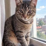 Котёнок Ричи ищет любящего хозяина 3