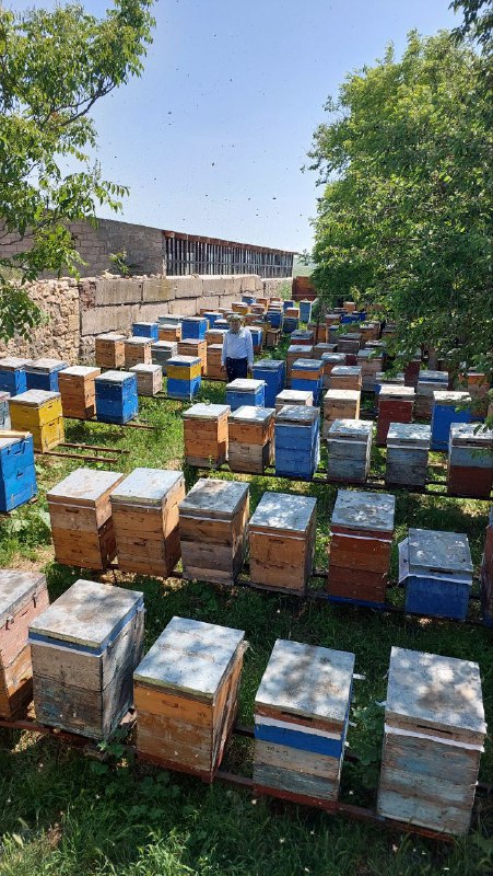 Натуральная пчелиная продукция: мёд, маточное молочко, перга, прополис, воск 1