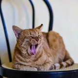 Амур и Гудини, коты 4