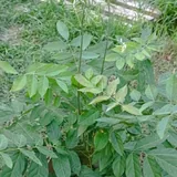 Глицинии из семян 3