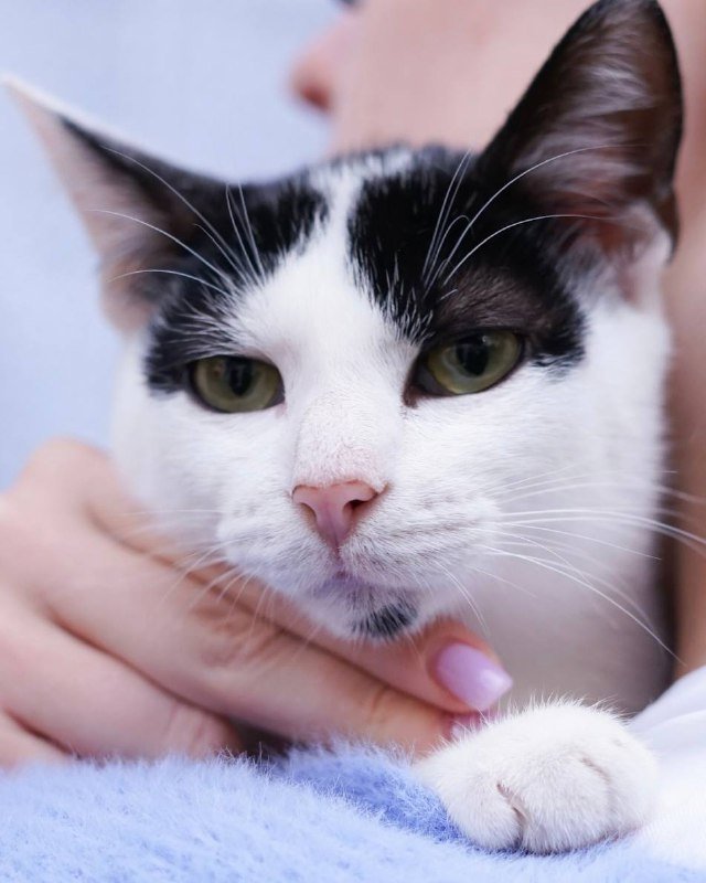 Котёнок Энтони, 4 месяца, мальчик, в дар 5