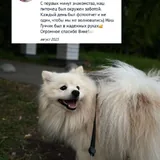 Выгул собак и услуги зооняни 1