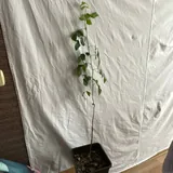 Комнатные растения 4