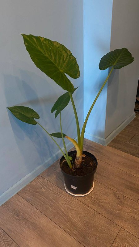 Стул кресло, Айкос, Растение алоказия 7