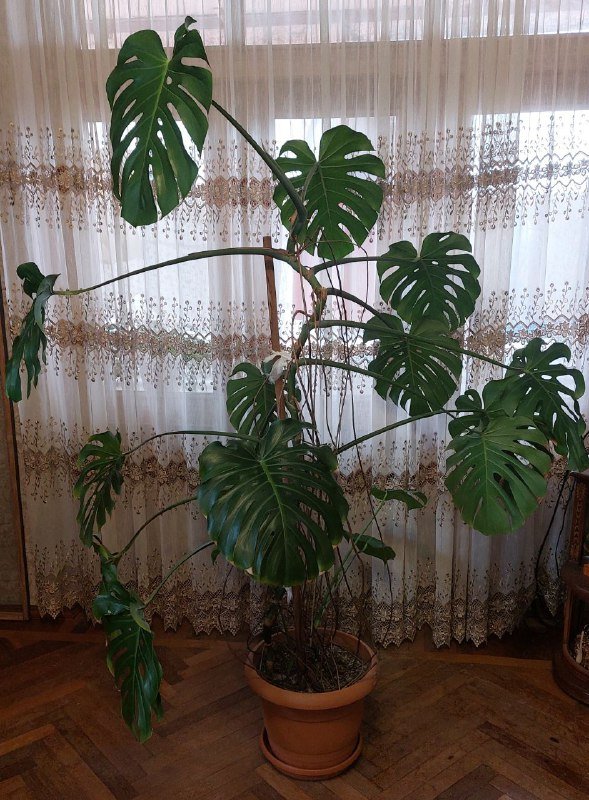 Большая Монстера в подарок